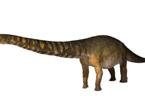 کشف بقایای یکی از بزرگترین دایناسورها در استرالیا + عکس